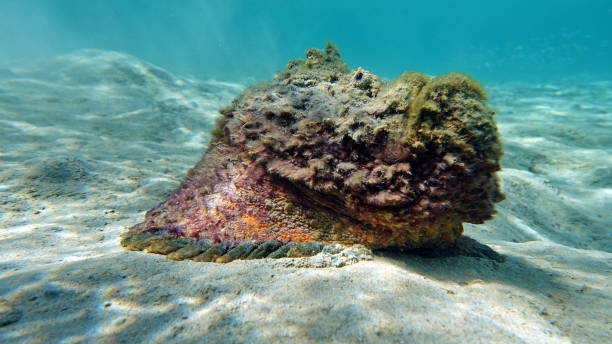 istock One of the world's most poisonous fish. 1321100419