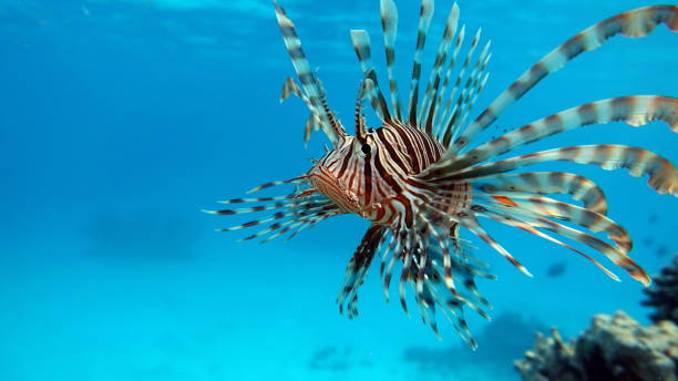 istock Lion Fish in the Red Sea. 1321100513