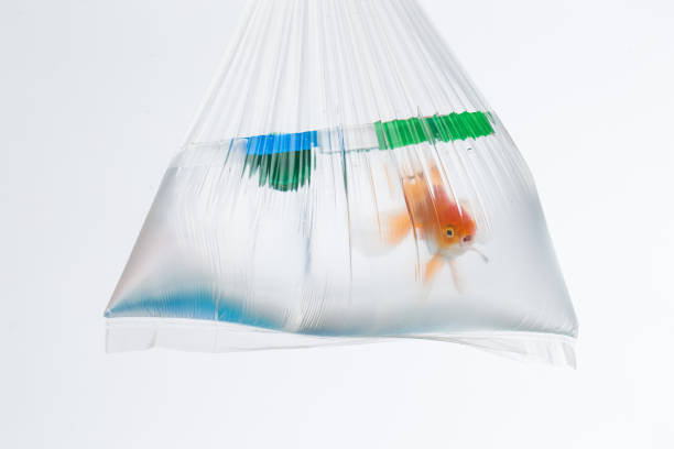 istock Golden fish swimming in a plastic bag with caps 1321103554