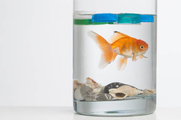 istock Golden fish swimming in dirty water 1321103618