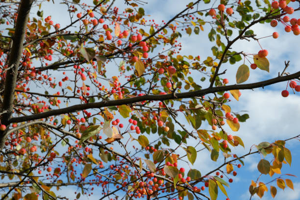 istock Russian mountain ash in autumn 1321104392
