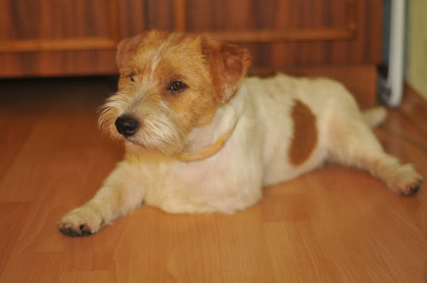 istock cute puppy funny lying on the floor 1321106125