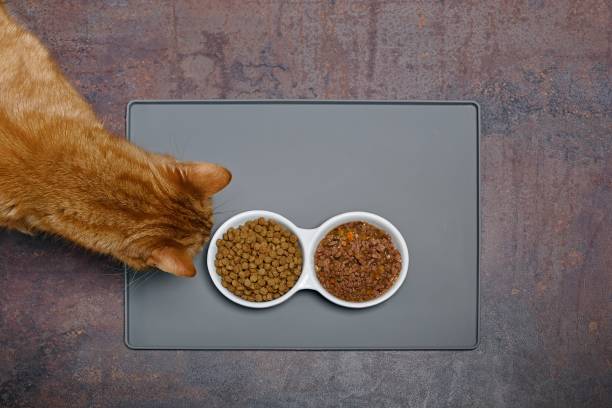 赤猫の頭上のビューは、セラミックフードボウルから濡れた乾燥したペットフードを嗅ぎます。 - pet food animals feeding cat food cat bowl ストックフォトと画像