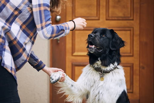 Dog (Czech mountain dog) giving paw teenage girl during obedience training against door of house. 