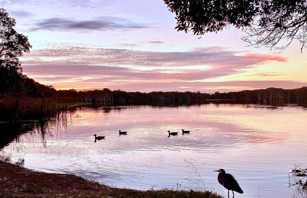 istock Lake Side Grey Heron and Ducks at Sunset 1321110305