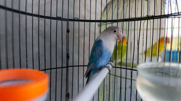 istock a blue love bird in a cage 1321110662