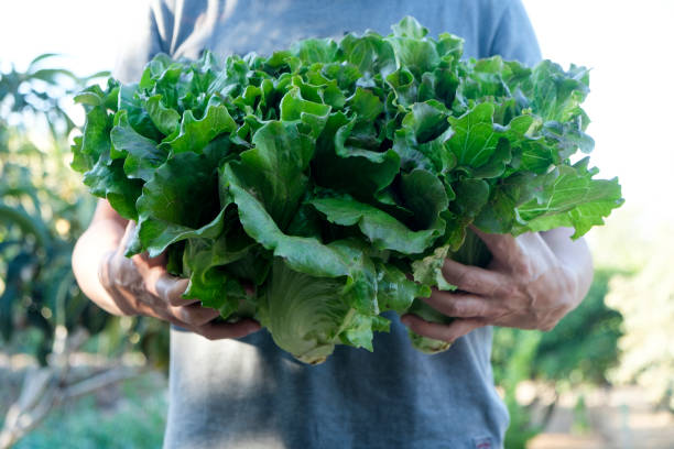 istock man with some romaine lettuces 1321110778
