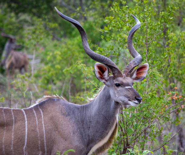 istock Magnificent Male Kudu 1321110884