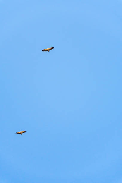 istock Griffon vulture spinning on the sky above Rocca del Crasto mountain, Sicily 1321110974