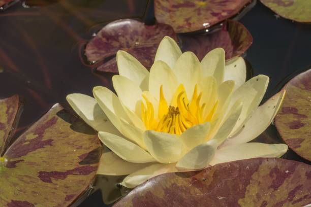 istock Yellow Waterlily between Leaves 1321113815