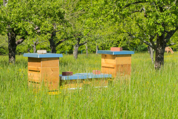istock Wooden Beehives stands in green Grass 1321114558