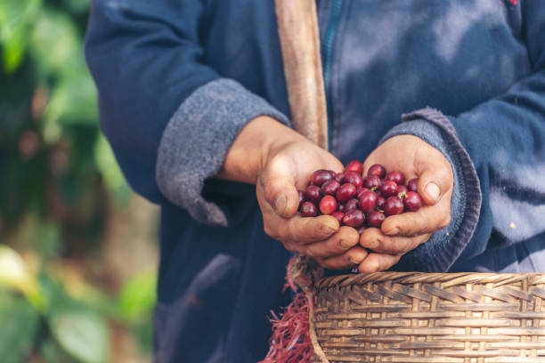 istock Man Hands harvest coffee bean ripe Red berries plant fresh seed coffee tree growth in green eco organic farm. Close up hands harvest red ripe coffee seed robusta arabica berry harvesting coffee farm 1321115005