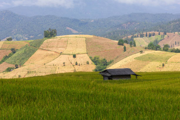 istock Green Terraced Rice Field in Pa Pong Pieng, Chiang Mai 1321120530
