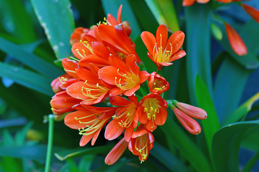 Clivia miniata, commonly called Kaffir lily, Natal lily, or Bush lily, is a clump-forming perennial flowering plant with stocky rhizomes. It has a long, bright green leaves and produces strong flower stems topped with heads of large funnel-shaped flowers in shades of red, orange and yellow.