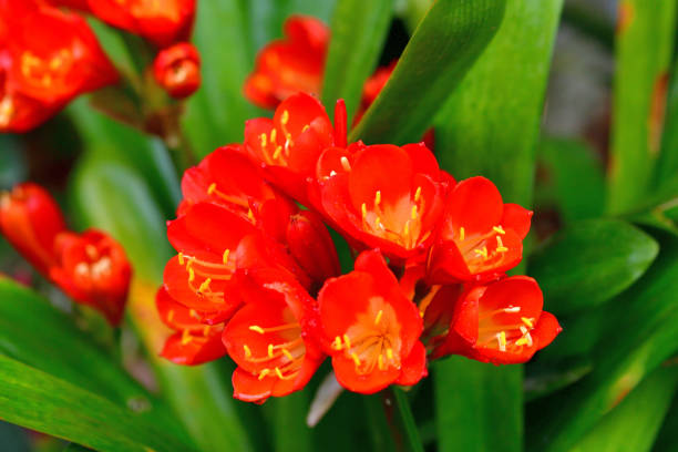 Clivia miniata, commonly called Kaffir lily, Natal lily, or Bush lily, is a clump-forming perennial flowering plant with stocky rhizomes. It has a long, bright green leaves and produces strong flower stems topped with heads of large funnel-shaped flowers in shades of red, orange and yellow.