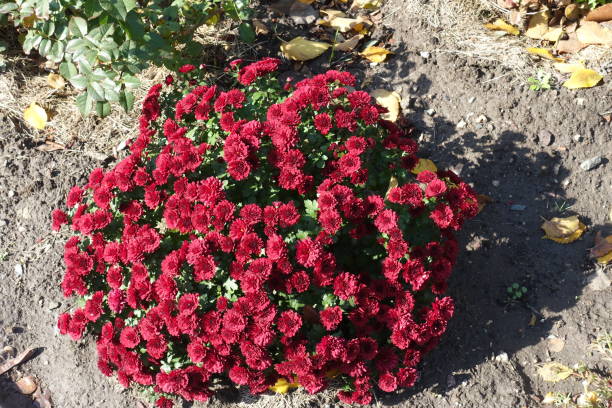 istock Compact bush of red Chrysanthemums in full bloom in October 1321120914