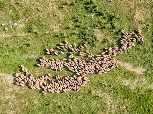istock Flock of sheep 1321121567
