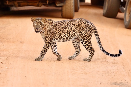 Srilankan Leopard @ YALA National park Sri Lanka