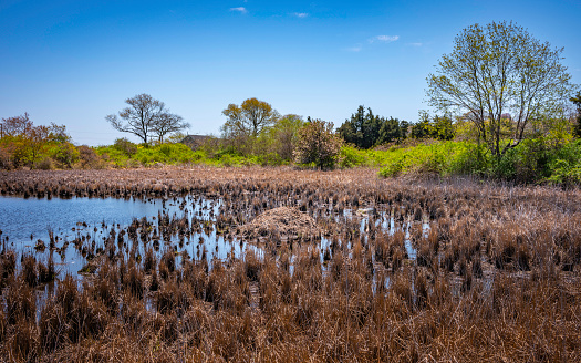 Swamp with dried common reeds stems in the coastal forest in Massachusetts