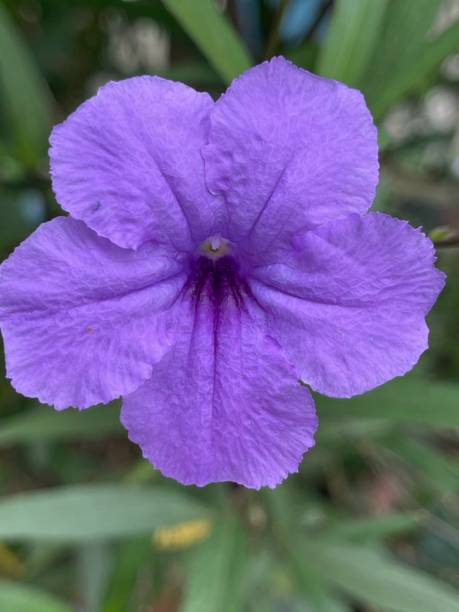 istock Flowers purple 1321122248