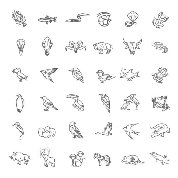 linientierkonzepte. vektordünne icons-set - elephant water vector animals in the wild stock-grafiken, -clipart, -cartoons und -symbole