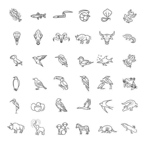 ilustrações de stock, clip art, desenhos animados e ícones de line animals concepts. vector thin icons set - elephant water vector animals in the wild