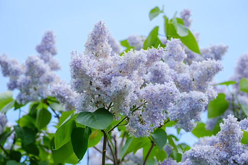 Branch with beautiful flowers of lilac against the sky