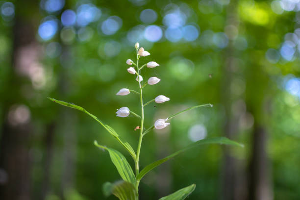 cephalanthera longifolia en el bosque de primavera - long leaved helleborine fotografías e imágenes de stock