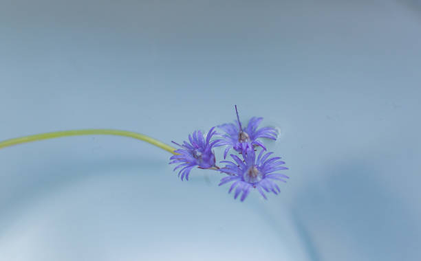 istock Rare forest Soldanella mountain close up 1321124631