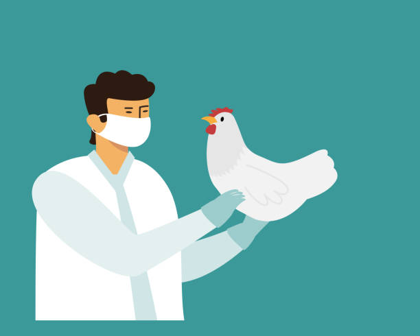 의료 마스크의 의사가 그의 손에 닭을 잡고 - avian flu virus stock illustrations