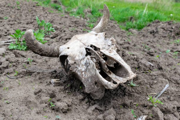 istock Cow skull on the field 1321127887