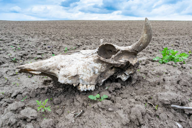 istock Cow skull on the field 1321127924
