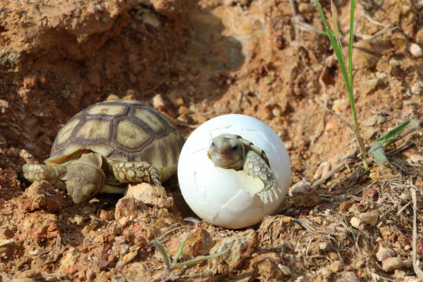 istock Africa spurred tortoise being born 1321130866