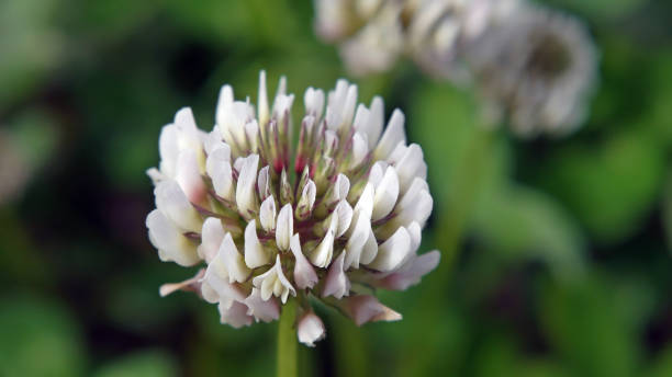 istock Flower Of Clover 1321130872