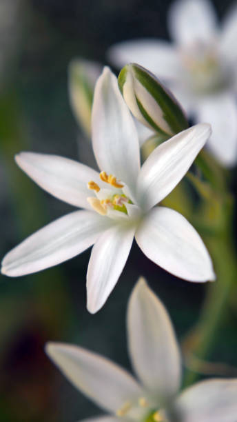 istock Garden Star-Of-Bethlehem Flower 1321131074