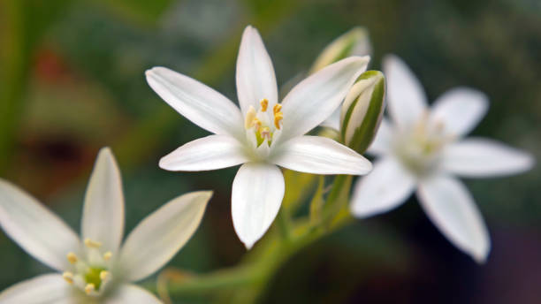 White Garden Star-Of-Bethlehem Flowers