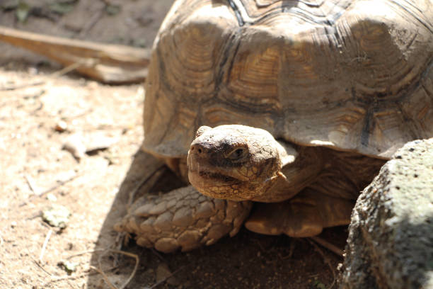 istock African Sulcata Tortoise Natural Habitat 1321131510