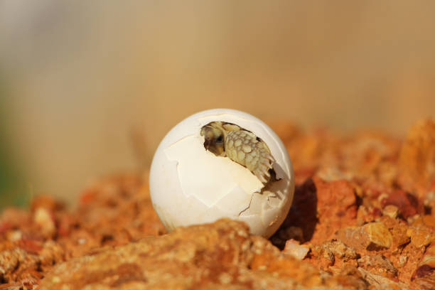 istock Africa spurred tortoise being born 1321132436