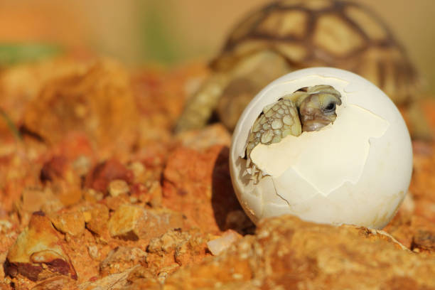 istock Africa spurred tortoise being born 1321132563