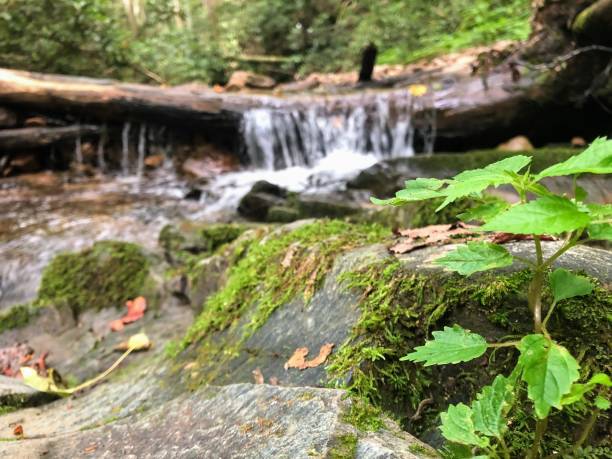 istock Plant in front of Waterfall 1321133845
