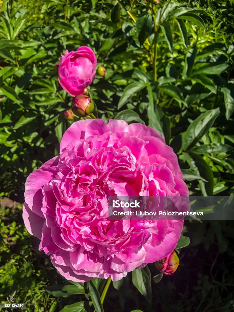 Foto de Peão Rosa Stock Foto Flower Linda Flor De Verão e mais fotos de  stock de Beleza - Beleza, Botânica - Assunto, Cabeça da flor - iStock