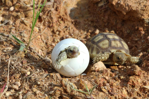 istock Africa spurred tortoise being born 1321134273