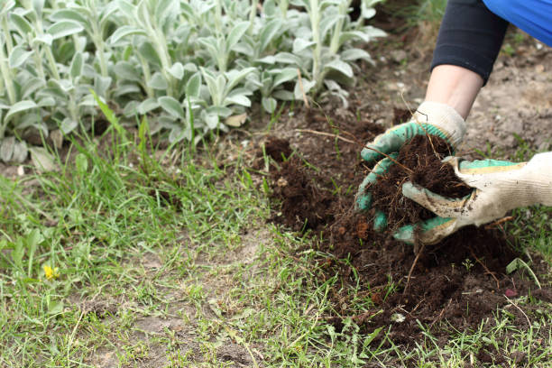 istock transplanting ornamental plants 1321134381