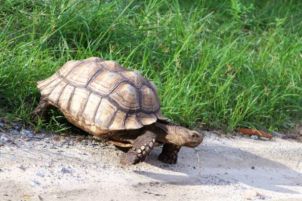 istock African Sulcata Tortoise Natural Habitat 1321134412
