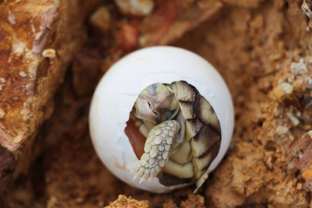 Africa spurred tortoise being born, Tortoise Hatching from Egg, Cute portrait of baby tortoise hatching, Birth of new life,Natural Habitat
