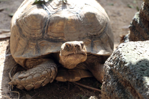 istock African Sulcata Tortoise Natural Habitat 1321134541