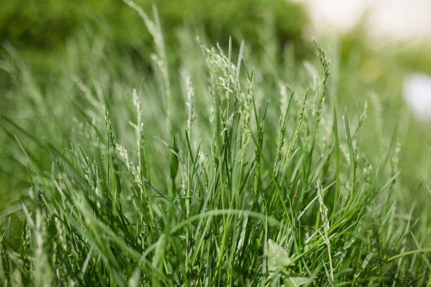 istock Green summer background. Bright foliage. Grass. The sun. Spring. 1321137015
