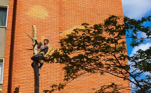 Man pruning a tree because it was to high to be close to building.