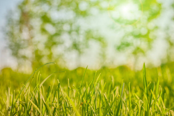 istock Green summer background. Bright foliage. Grass. The sun. Spring. 1321137184