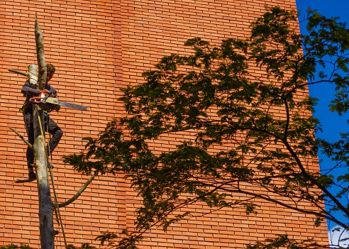 Man pruning a tree because it was to high to be close to building.